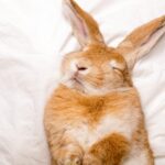 介護が必要なうさぎ