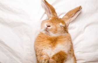 介護が必要なうさぎ